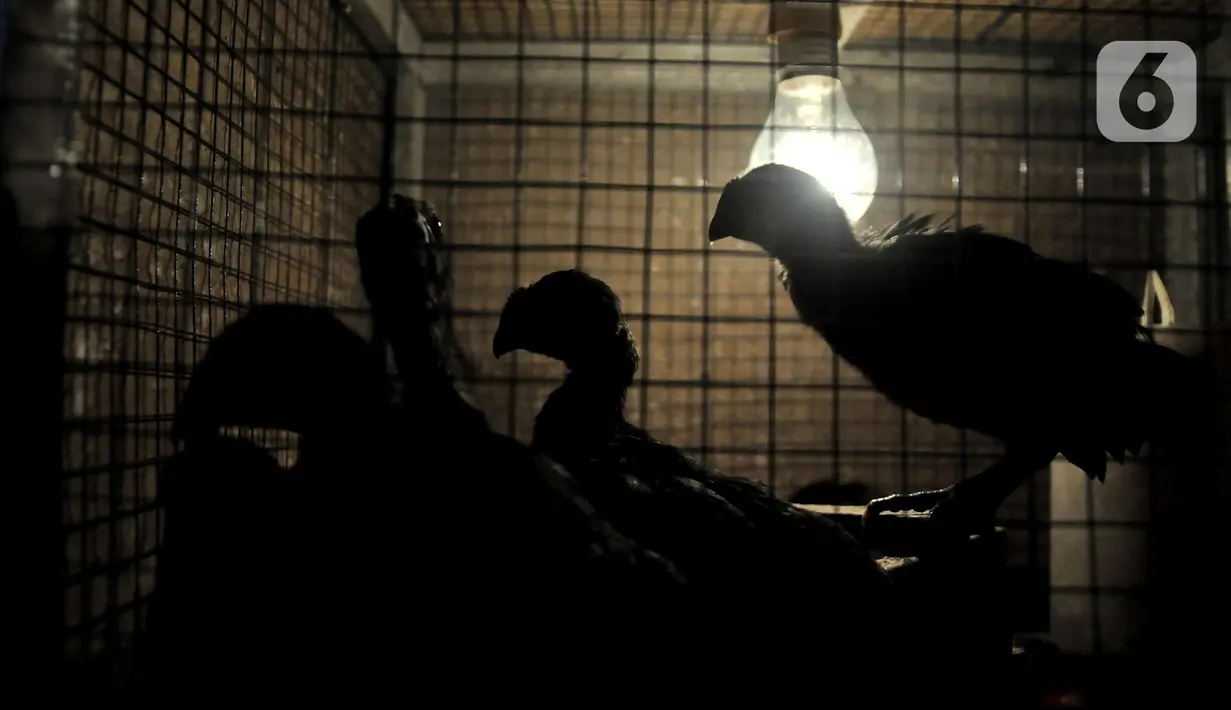 Ayam Cemani milik Safak (46) di peternakan rumahan kawasan Kedu, Kabupaten Temanggung, Jawa Tengah (27/2/2023). Menurut Safak, saat ini terdapat 48 peternak tergabung dalam paguyuban Cemani Makukuhan Mandiri sebagai bentuk kebersamaan dalam melestarikan ayam Cemani di Temanggung. (merdeka.com/Iqbal S Nugroho)