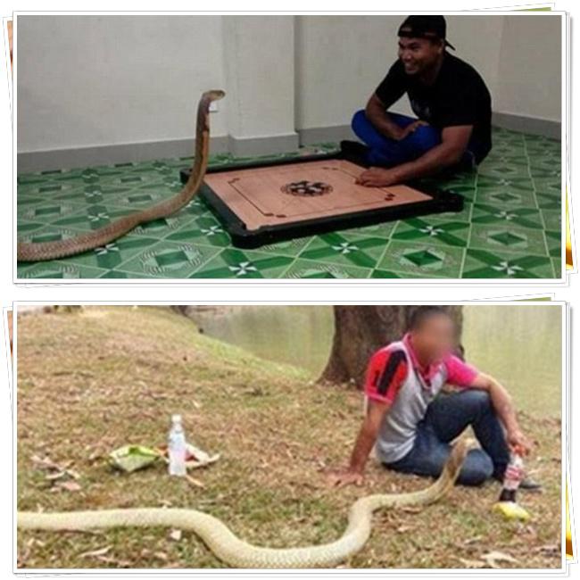 Pria dan ular yang dinikahinya karena dianggap sebagai reinkarnasi pacar | Photo: Copyright dailymail.co.uk