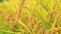 Ilustrasi tanaman padi (Istimewa)