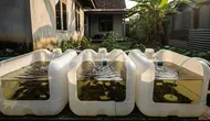 Cara Budidaya Ikan Lele di Jerigen Bekas yang Mudah Dirawat hingga Proses Panennya