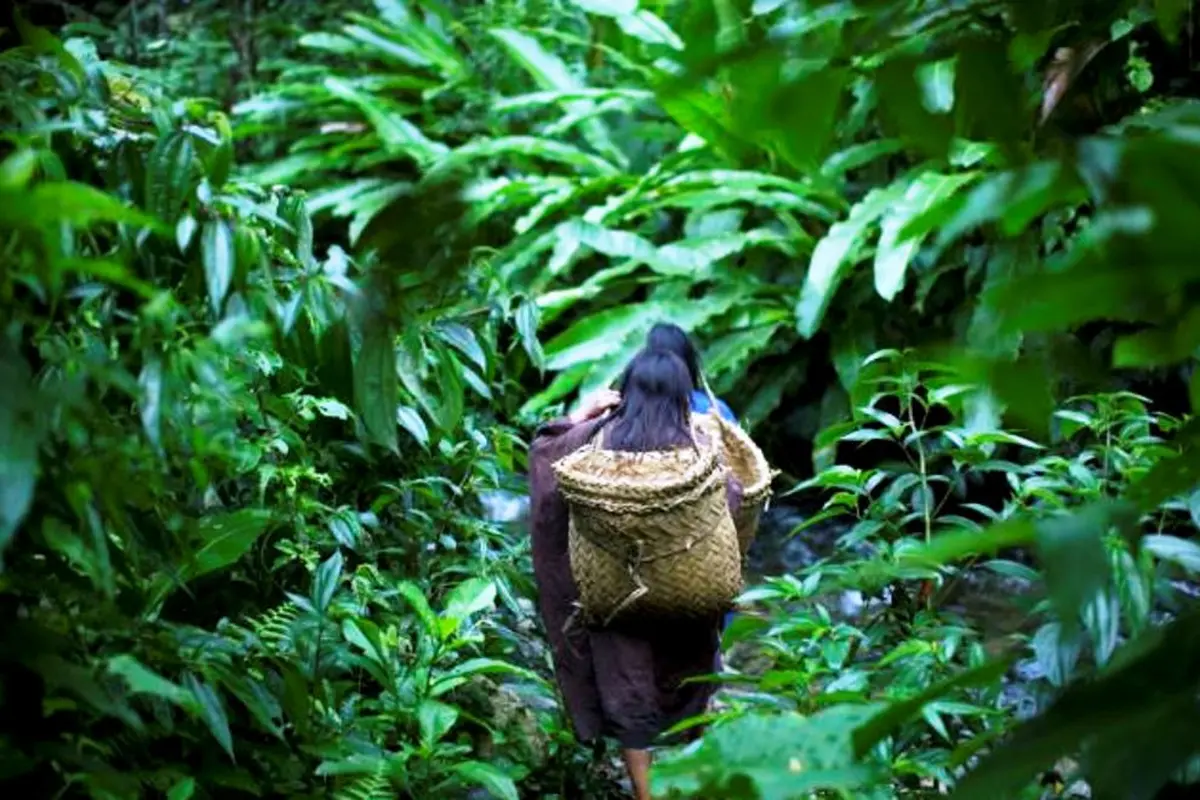 Ilustrasi hutan lebat