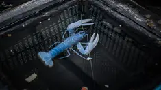Lobster biru berada dalam tangki di peternakan lobster King Lobsters Normandie, Breville-sur-mer, Prancis, Senin (26/6/2023). King Lobsters Normandie adalah satu-satunya peternakan lobster biru di dunia yang dibuka pada September 2022. (Lou BENOIST/AFP)