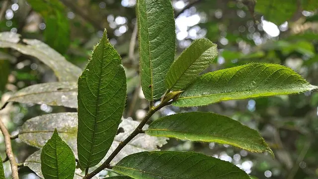 Pohon upas (Wikipedia Commons)