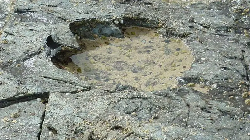 Salah satu jejak kaki dinosaurus langka yang ditemukan di Skotlandia (SWSN/AP Photos)