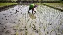 Seorang petani menanam bibit padi di Sidoarjo, Jawa Timur, Rabu 3 Juni 2026. (JUNI KRISWANTO/AFP)