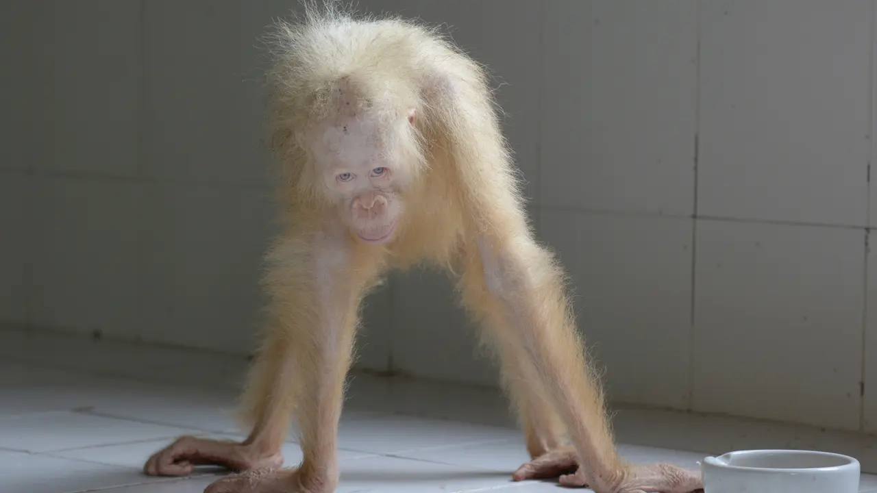 20170511- Orangutan Albino Ditemukan di Kalimantan Tengah-AP-0
