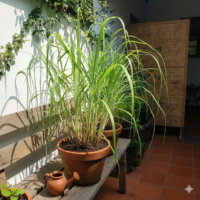 Serai (Foto: Gemini AI)