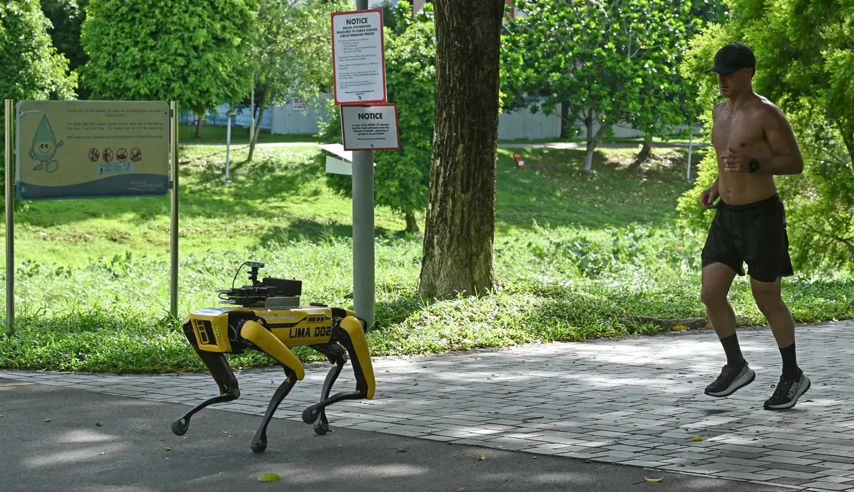 Seorang pria berolahraga di belakang robot berkaki empat yang mirip anjing, Spot selama uji coba dua minggu di Bishan-Ang Moh Kio Park, Singapura pada 8 Mei 2020. Robot itu menyiarkan pesan untuk mengingatkan warga untuk melakukan jaga jarak di tengah pandemi virus corona. (Roslan RAHMAN/AFP)
