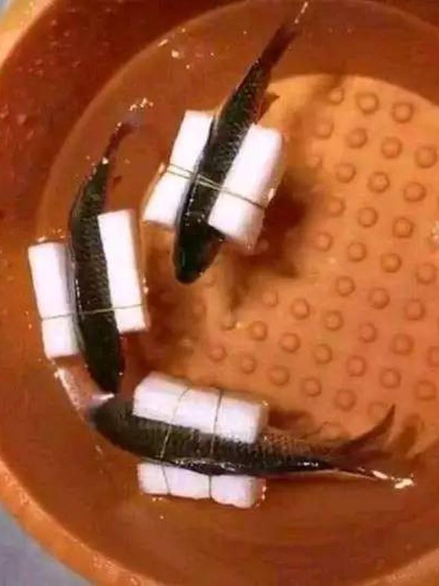 10 Potret Nyeleneh Orang Pelihara Ikan, Cara Kasih Makannya Bikin Geleng Kepala