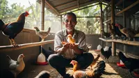 7 Rekomendasi Usaha Ternak Unggas Modal Rp1 Juta dengan Panen 1 Bulan