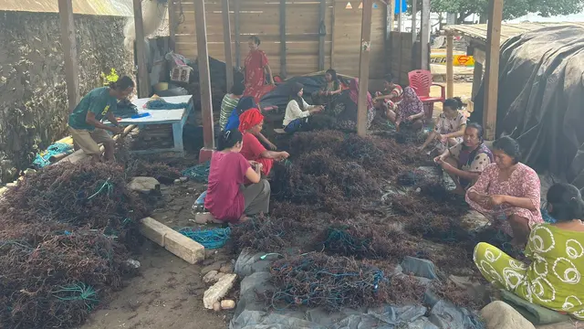 Jadi UMKM Binaan BRI, Klaster Usaha Rumput Laut Kampung Pogo Semakin Produktif Dorong Perekonomian Pesisir Sulawesi Selatan