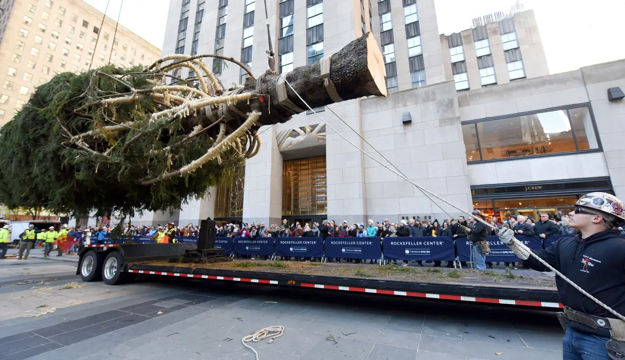 Pekerja menggunakan alat berat untuk memasang pohon Natal raksasa di Rockefeller Center, kota New York, Sabtu (10/11). Pohon cemara jenis The Norway Spruce ini memiliki tinggi 22 meter dengan berat 12 ton.  (Diane Bondareff/AP for Tishman Speyer)