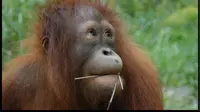 Orangutan | Via: facebook.com