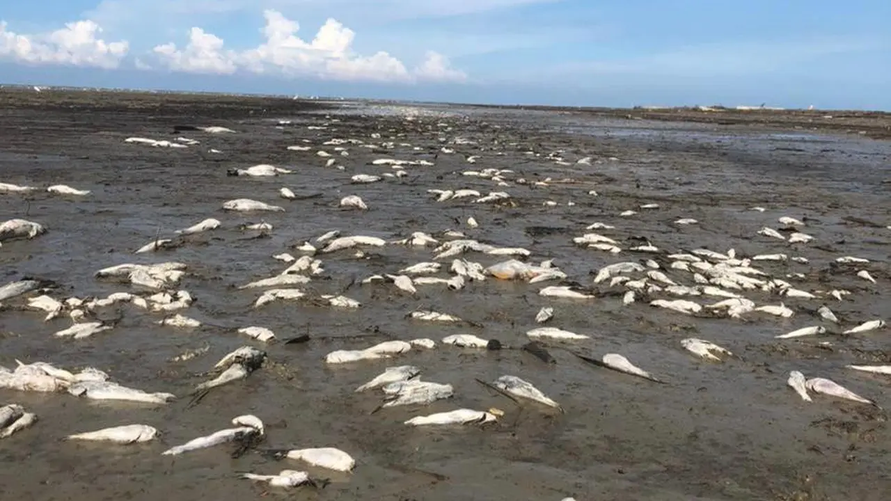 Ikan Mati