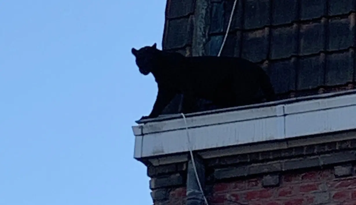 Seekor Black Panther berjalan di sepanjang atap rumah di Armentières, Prancis (19/9/2019). Kemunculan seekor macan kumbang (panther) besar tersebut membuat geger penghuni rumah dan warga. (Photo by HO/Sapeurs-pompiers du Nord/AFP)