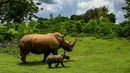 Seekor anak badak putih berjalan-jalan dengan induknya di Padang Rumput Afrika, di Kebun Binatang Nasional Kuba di Havana, pada 23 Juni 2022. Anak badak putih bernama Ale tersebut lahir 9 Juni lalu dengan berat sekitar 80 kilogram. (YAMIL LAGE / AFP)