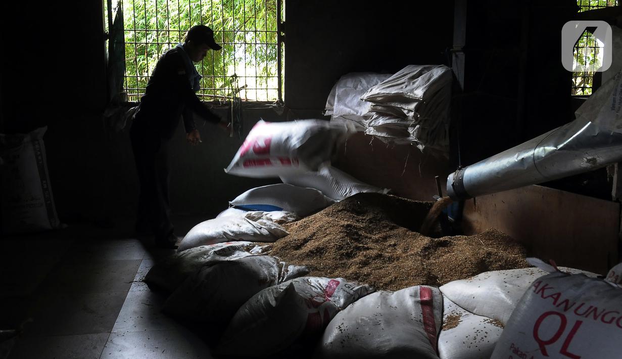 <p>Pekerja menggiling gabah kering di tempat penggilingan beras PD. Ahmad Azam Desa Sukamaju, Kecamatan Tambelang, Kabupaten Bekasi, Jawa Barat, Kamis (28/12/2023). Harga gabah maupun beras naik. (merdeka.com/Imam Buhori)</p>