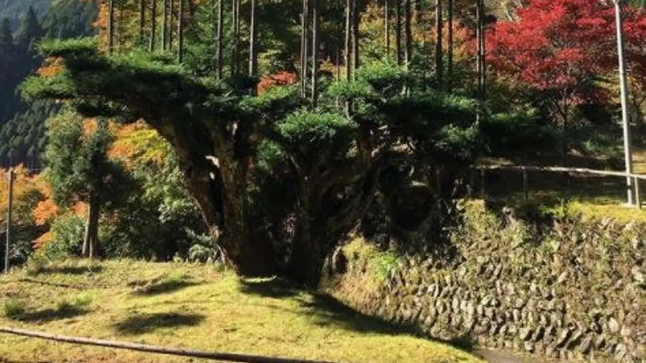 Mengenal Tradisi Menanam Pohon di atas Pohon di Jepang