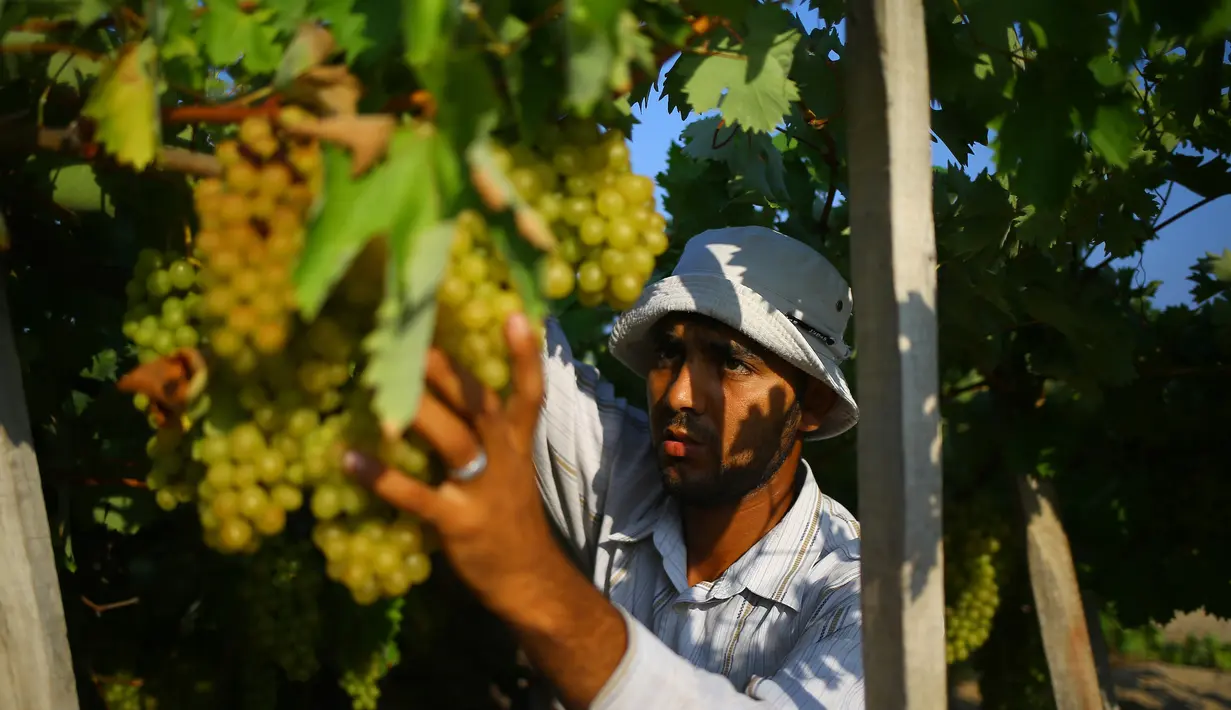 Petani memetik buah anggur selama musim panen di sebuah kebun anggur di Kota Gaza (19/7). Menurut Departemen Pertanian Gaza memproduksi sekitar 8115 ton anggur setiap tahunnya. (AFP Photo/Mohammed Abed)