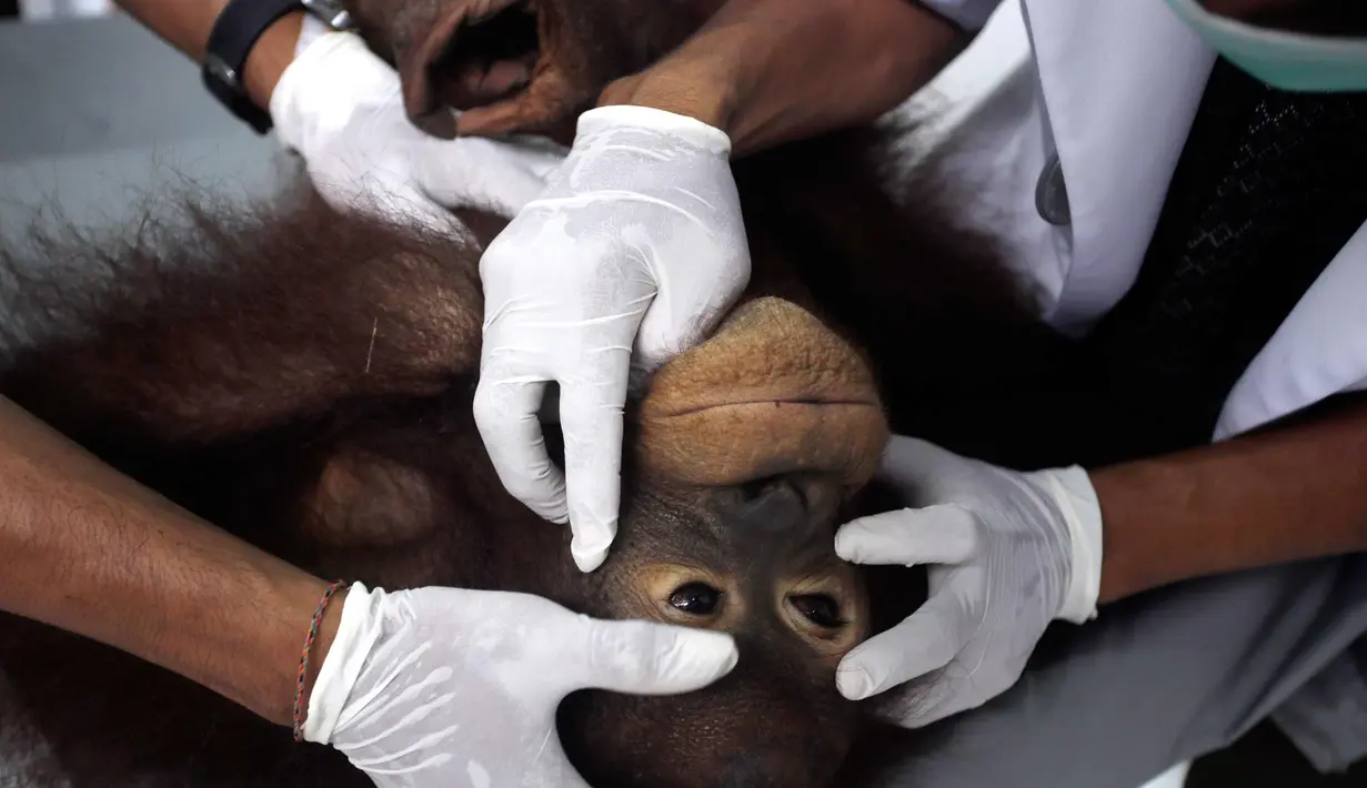 Septi, Orangutan berusia enam tahun mendapat pemeriksaan di Bali Zoo, Gianyar, Bali (30/12). Kebun binatang di Bali ini setiap bulannya rutin memeriksa kesehatan Orangutan yang diselamatkan dari kebakaran hutan di Kalimantan. (AP Photo/Firdia Lisnawati)