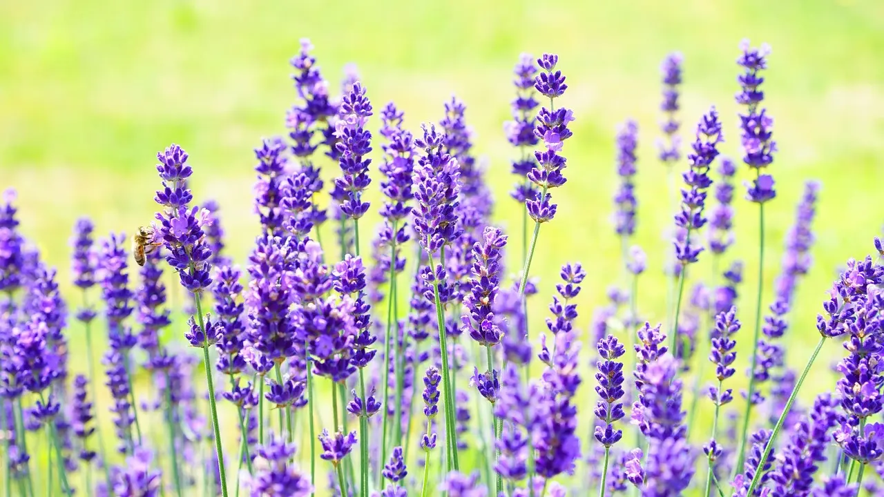 Ilustrasi Lavender