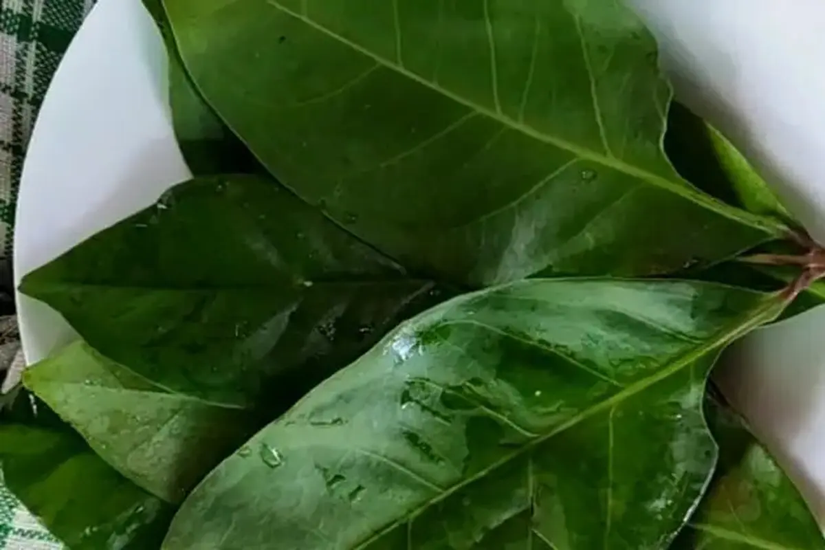 daun salam