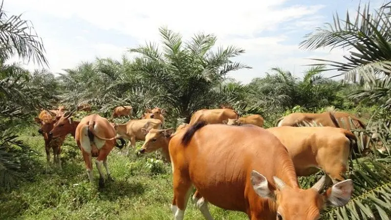 Virus Jembrana di Jambi