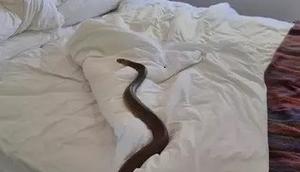 Penampakan Ular Berbisa Berbaring di Kasur Wanita Ini Bikin Merinding (Sumber:  Zachery's Snake and Reptile Relocation/Facebook