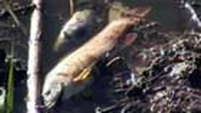 Setidaknya satu ton lebih ikan mati di Telaga Cebong, Wonosobo. Penyebab kematian ikan akibat penggunaan pestisida untuk tanaman kentang.