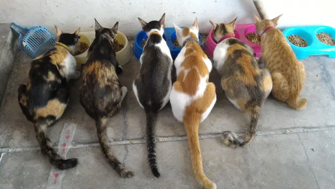 Berawal dari Iba, Peramal Ini Akhirnya Piara 32 Kucing  