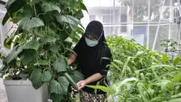 Anggota KWT Teratai menunjukkan sayuran hasil tanam di rumah kaca Green House, Sunter Muara, Jakarta, Minggu (13/12/2020). Rumah Kaca Green House ditanami berbagai sayuran sistem hidroponik dengan harapan dapat menjaga ketahanan pangan di masa pandemi Covid-19. (merdeka.com/qbal S. Nugroho)