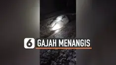 BAYI GAJAH
