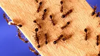 Ilustrasi semut di rumah. (dok. pexels.com/Asnida Riani)
