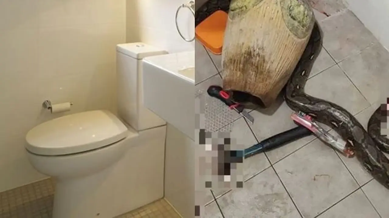 Wanita Ini Diserang Ular Piton saat Buang Air Besar di Toliet Rumahnya
