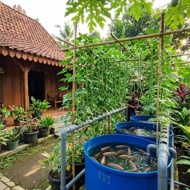 Jenis Sayuran Terbaik untuk Aquaponik