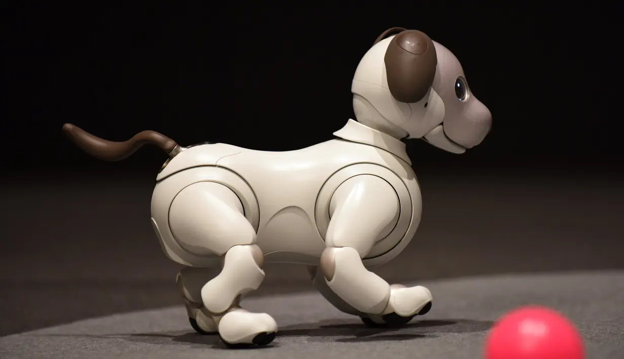Bentuk robot anjing keluaran Sony yang ditampilkan saat konfrensi pers di Tokyo, Jepang (1/11). Menurut pihak Sony, robot Aibo baru ini dapat membentuk ikatan emosional dengan seluruh anggota keluarga yang memeliharanya. (AFP Photo/Kazuhiro Nogi)