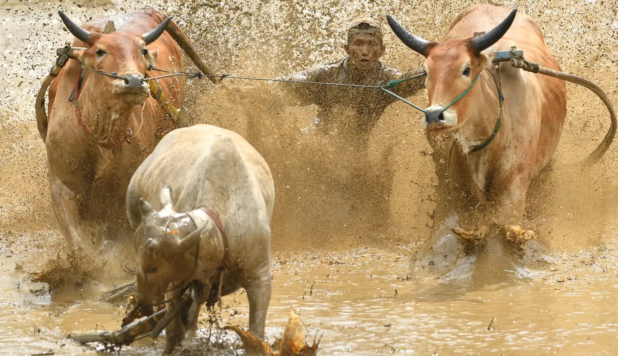 Joki berusaha mengendalikan sapi dalam kegiatan tradisional"Pacu Jawi" di areal pesawahan di Pariangan, Kabupaten Tanah Datar, Sumatera Barat, Sabtu (1/12). Pacu Jawi telah menjadi atraksi wisata untuk menarik wisatawan asing dan lokal. (ADEK BERRY/AFP)