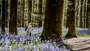 Pasangan berjalan di antara bunga bluebell yang bermekaran di hutan Hallerbos, Belgia, Kamis (19/4). Bunga mungil itu hanya sekitar 10-30 sentimeter dan tumbuh di setiap jengkal tanah Hallerbos, bercokol di kaki pepohonan. (AP/Geert Vanden Wijngaert)