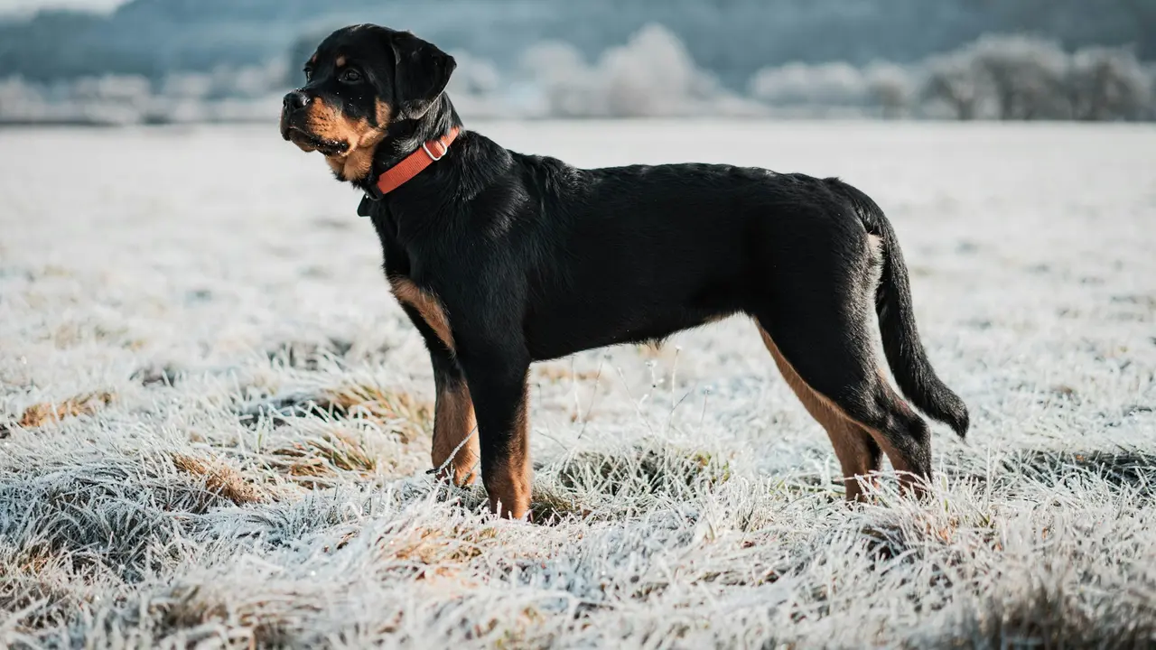 Rottweiler
