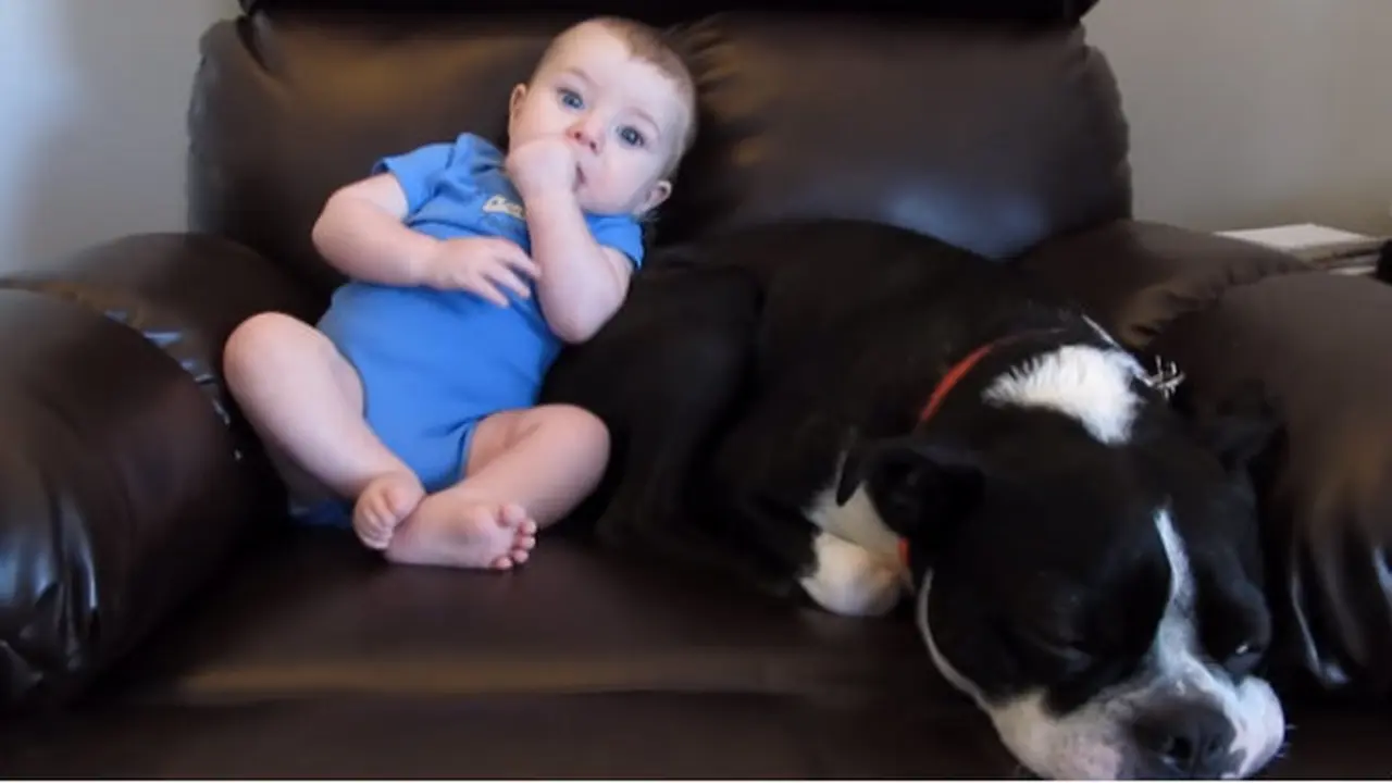 Bayi dan anjing