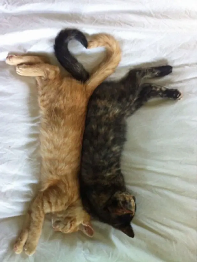 kucing