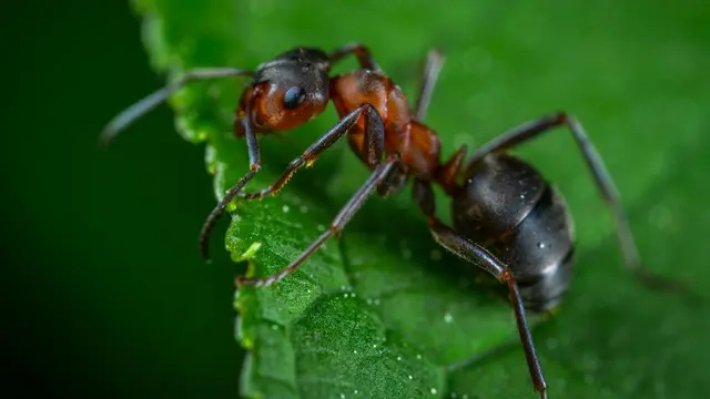 Ants