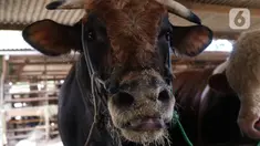 Sapi yang dibeli Presiden Joko Widodo untuk kurban  Idul Adha di Ciledug, Tangerang, Banten, Selasa (28/7/2020). Sapi jenis limosin ini memiliki bobot lebih dari 1 ton rencananya akan diberikan ke panitia kurban Masjid Agung Al Bantani Banten saat Idul Adha 1441 H. (Liputan6.com/Angga Yuniar)