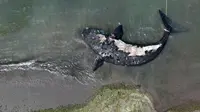 Seekor paus mati mengapung di pantai dekat Puerto Madryn, Argentina, Selasa (4/10/2022). Lokasi kematian paus-paus ini merupakan area suaka dan tempat berkembang biak bagi mamalia besar. (AP Photo/Maxi Jonas)