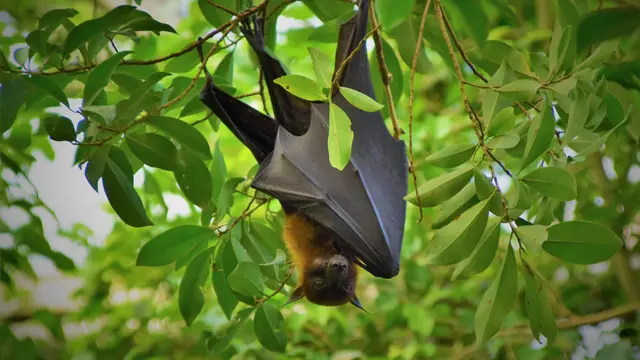 Penularan Virus Nipah