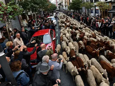 Kawanan domba dan kambing digiring menuju pusat kota Madrid pada Minggu (20/10/2019). Para gembala Spanyol menggiring sekitar 2.000 domba ke jalan-jalan untuk melindungi hak menggembala, migrasi dan menggiring ternak yang semakin terancam oleh perluasan permukiman. (OSCAR DEL POZO / AFP)