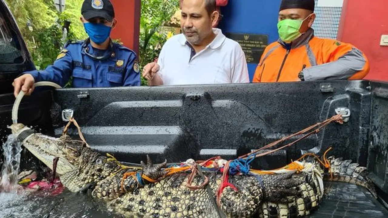 Warga Depok menangkap buaya berukuran 3 meter di Kai Pesanggrahan.