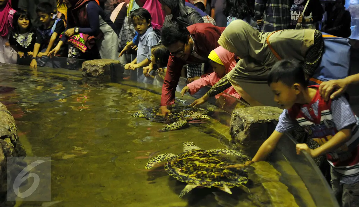 Pengunjung bermain dengan kura-kura di Sea World, Ancol, Jakarta, Kamis (7/7). Wahana Sea World masih menjadi tempat favorit warga untuk mengisi waktu berlibur hari ke-2 Lebaran. (Liputan6.com/Johan Tallo)