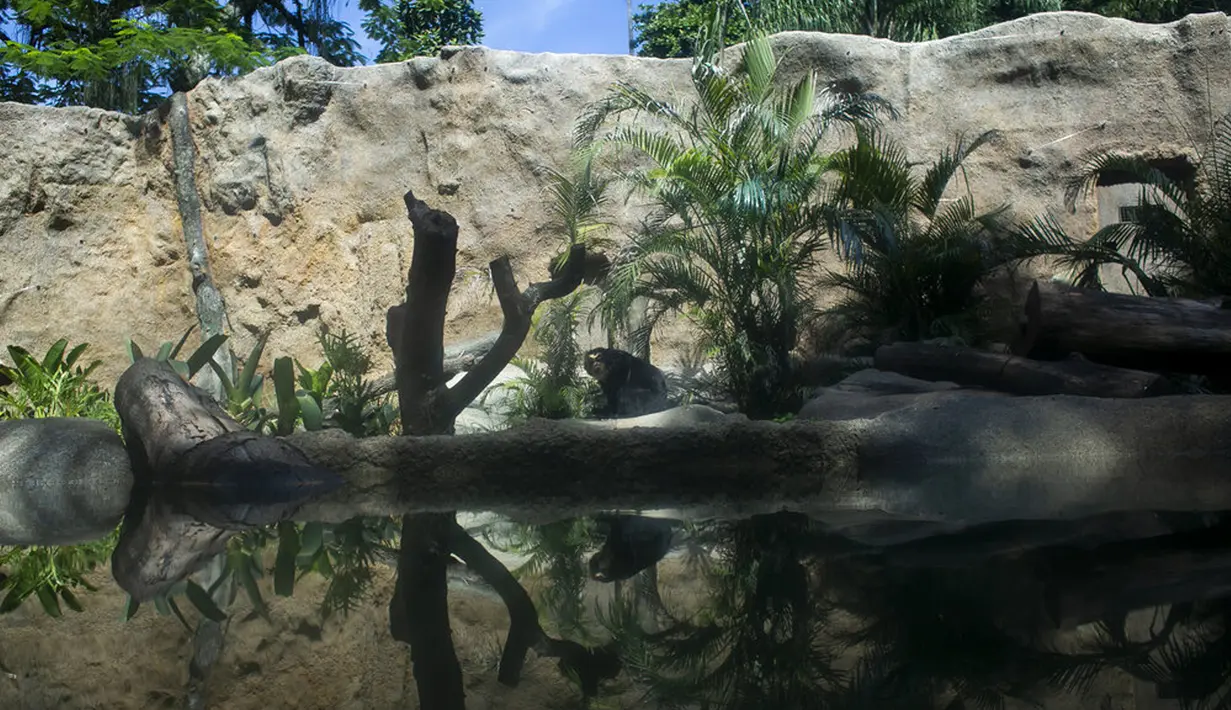 Seekor beruang beristirahat di Biopark of Rio selama tur media di Rio de Janeiro, Brasil, Kamis (18/3/2021). Biopark of Rio ditutup untuk umum selama renovasi mengubah kebun binatang kota tersebut menjadi pusat konservasi keanekaragaman hayati. (AP Photo/Bruna Prado)
