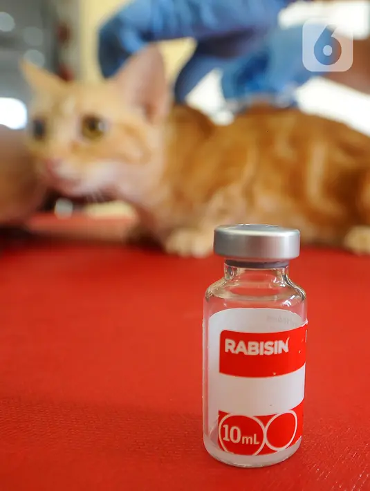 Kegiatan tersebut memperingati World Rabies Day 2023 yang mengusung tema Semua untuk Satu, One Health untuk Semua. (merdeka.com/ Arie Basuki)